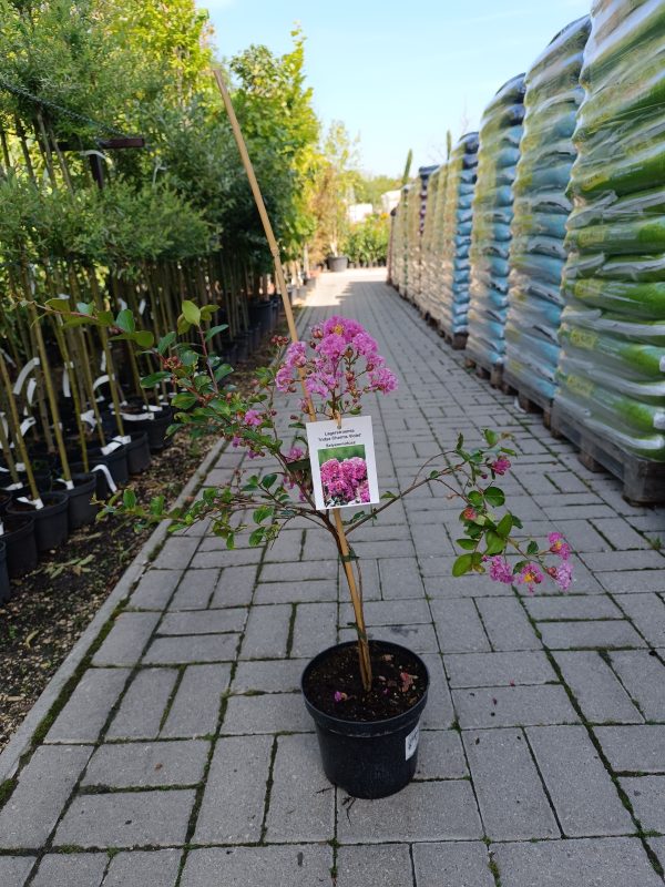 Kínai selyemmirtusz (Lagerstroemia Charms Violet') - Image 3