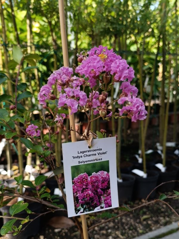 Kínai selyemmirtusz (Lagerstroemia Charms Violet')