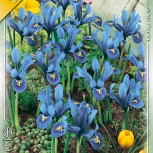 iris, recéshagymájú írisz, kék írisz, tavaszi virághagyma, korán nyíló virág, sziklakerti növény, télálló, kis termetű hagyma, Harmony írisz