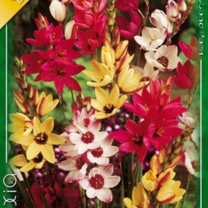 Ixia African Cornlily mixed / Lépliliom színkeverék