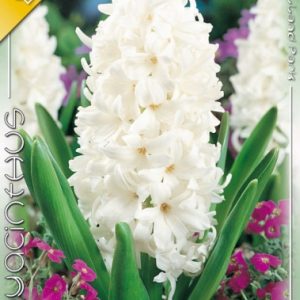 Hyacinthus Carnegie / Jácint fehér