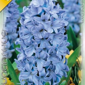 Hyacinthus Delfts Blue / Jácint