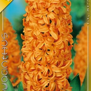 Hyacinthus Gipsy Queen / Jácint