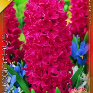 Hyacinthus Jan Bos / Jácint