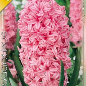 Hyacinthus Pink Pearl / Jácint rózsaszín