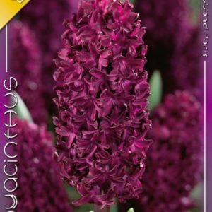 Hyacinthus Woodstock / Jácint