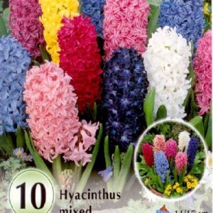 Jácint színkeverék / Hyacinthus Mixed