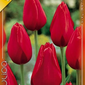 Tulipa Kingsblood / Egyszerű virágú késői tulipán