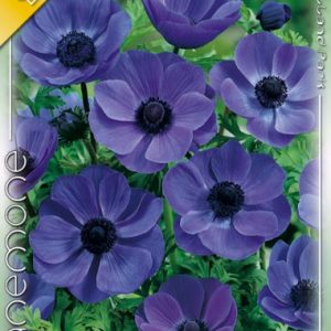 Anemone de Caen Mr. Fokker - Koronás szellőrózsa kék