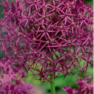 Allium christophii – Léggömbhagyma