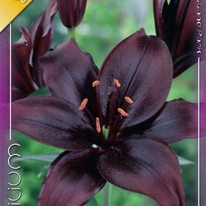 Lilium Asiatic Black / Liliom ázsiai hibrid fekete