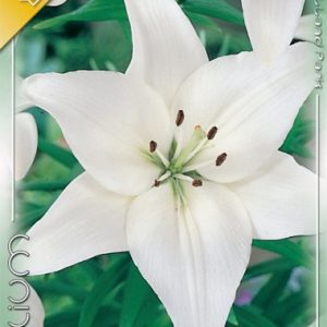 Lilium Asiatic White / Liliom White
