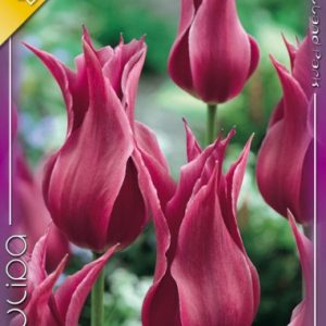 Tulipa Maytime / Tulipán Maytime
