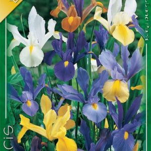 Iris hollandica mixed - Nőszirom színkeverék