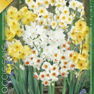 Narcissus multiflowered mixed / Nárcisz Csokros mix