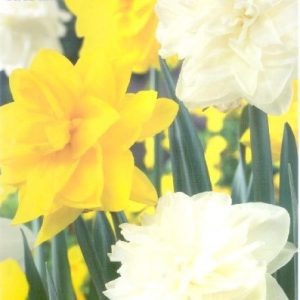 Narcissus Double White&Yellow / Nárcisz teltv. fehér-sárga
