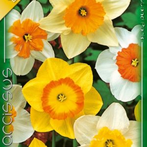 Narcissus Large flowered mix / Nagyvirágú nárcisz mix