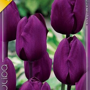 Tulipa Negrita / Tulipán Negrita