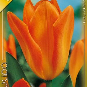 Tulipa Orange Emperor / Tulipán Orange Emperor