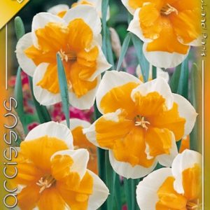 Narcissus Orangery / Nárcisz Orangery