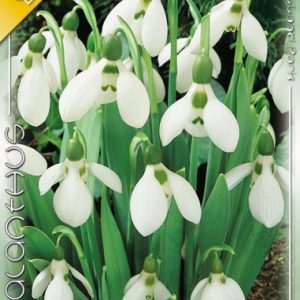 Galanthus elwesii / Török hóvirág