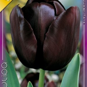 Tulipa Queen of Night / Egyszerű virágú késői tulipán