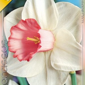 Narcissus Salome / Nárcisz Salome