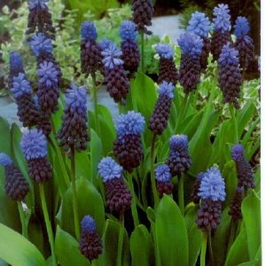 Muscari Latifolium / Széleslevelű gyöngyike