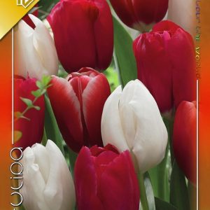 Tulipa Easter Monday trio / Tulipán trio