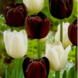 Tulipa Duo Black & White / Tulipán Duó fekete-fehér