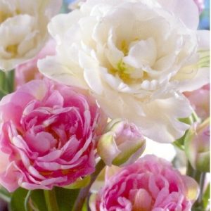 Tulipa Duo Double rózsaszín-fehér Teltvirágú Tulipán