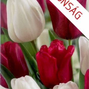 Tulipa Duo Red & White / Tulipán Duó bordó-fehér