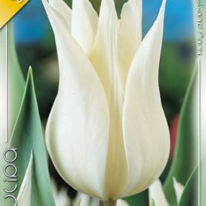 Tulipa Sapporo / Tulipán Sapporo