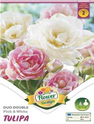 Tulipa Duo Double rózsaszín-fehér teltvirágú tulipán