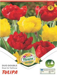 Tulipa Duo Double piros-sárga teltvirágú tulipán