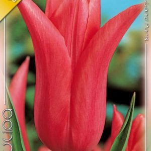 Tulipa Mariette / Tulipán Mariette
