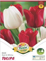Tulipa Duo Red & White bordó-fehér tulipán duó