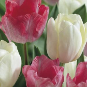 Tulipa duo Pink&White / Tulipán duo rózsaszín-fehér