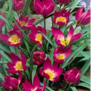 Tulipa Humilis Violacea / Botanikai tulipán