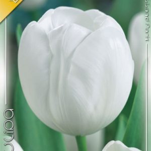 Tulipa White Dream / Triumph tulipán