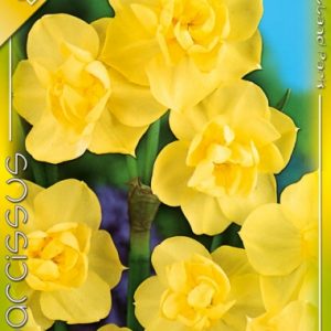 Narcissus Yellow Cheerfulness / Nárcisz Yellow Cheerfulness