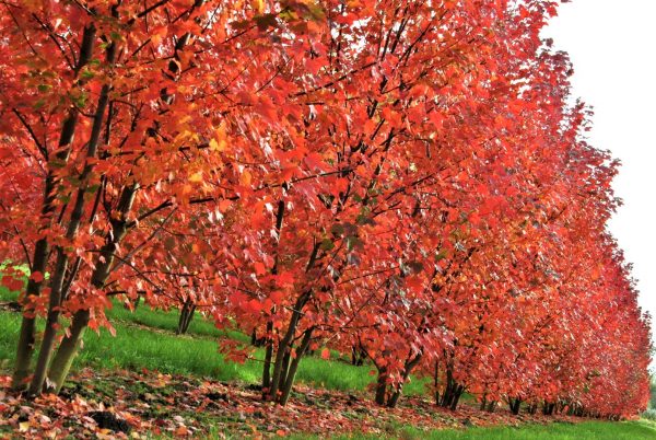 Acer rubrum 'Brandywine' - Lilásvörös őszi lombszínű vörös juhar - Image 3