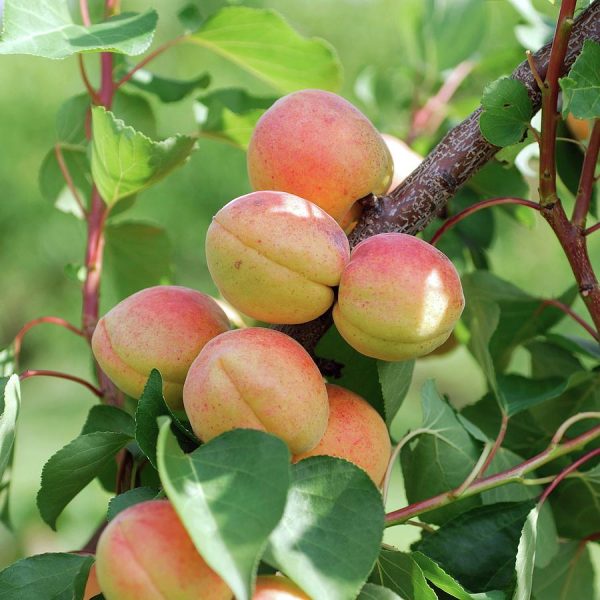 Bergeron kajszibarack- Prunus armeniaca Bergeron