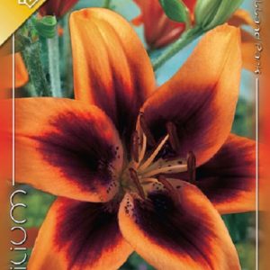 Lilium Asiatic Twosome / Liliom ázsiai hibrid