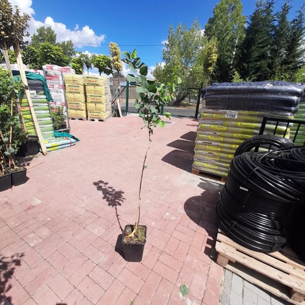 Bergeron kajszibarack- Prunus armeniaca Bergeron - Image 3