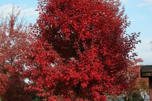 Acer rubrum 'Brandywine' - Lilásvörös őszi lombszínű vörös juhar - Image 4