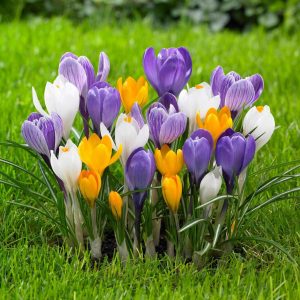 Crocus vernus mix  /  krókusz színkeverék