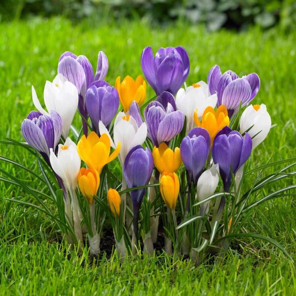 Crocus vernus mix  /  krókusz színkeverék