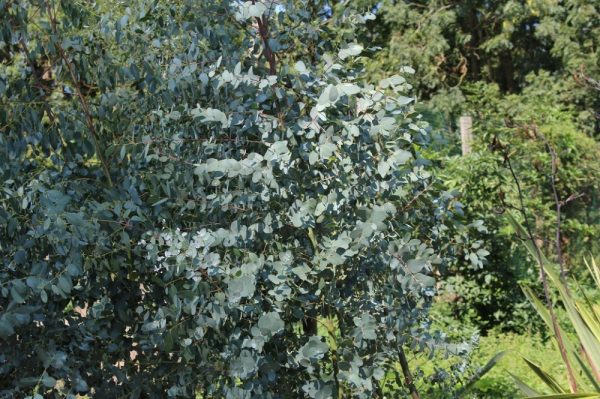 Eucalyptus gunnii - Havasi eukaliptusz - Image 3