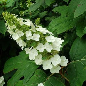 Hydrangea quercifolia 'Snow Queen' - Tölgylevelű hortenzia